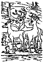 coloriage le troupeau de cerfs et biche